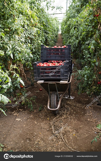Moment of harvesting tomatoes in the Pachino Sicilia area